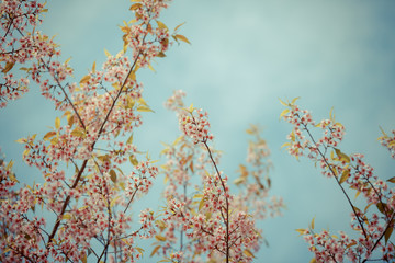 Wild Himalayan Cherry spring blossom