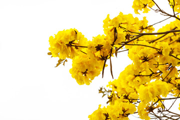 ellow tabebuia flower blossom on white background