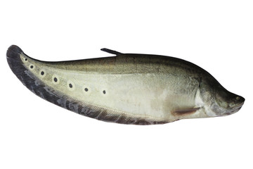 Spotted knifefish or chitala ornata isolated on whire background