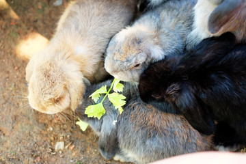 Feeding a group of bunny with celery