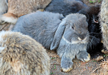 Staring grey bunny in a group of bunny family