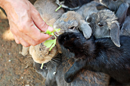 Feeding a group of bunny with celery