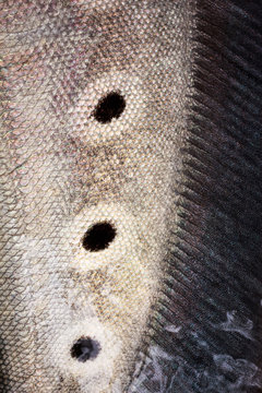 Notopterus chitala fish