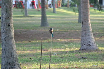 lovely little bird on the wooden stick 