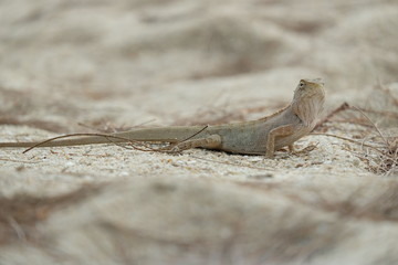 lizard on the sand