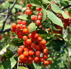 Rowan red