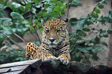 Jaguar 