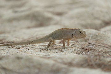 lizard on the sand