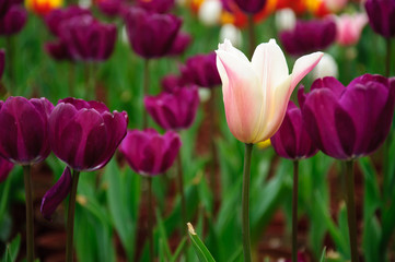 The beautiful blooming tulips in garden 