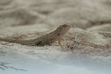 lizard on the sand