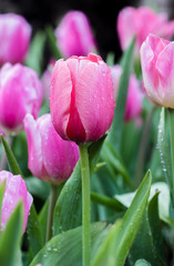 Beautiful bouquet of pink tulips