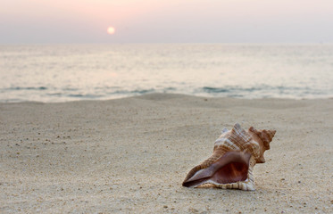 Shells on the beach at sunset