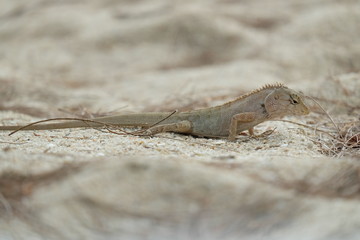 lizard on the sand