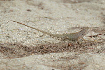 Lizard, Iguana on the sand