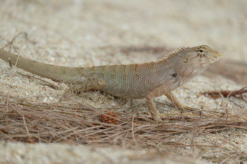 Lizard, Iguana on the sand
