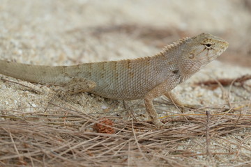 Lizard, Iguana on the sand