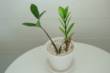 little green plant in the white pot 