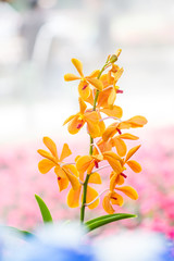 Beautiful orange orchid flower