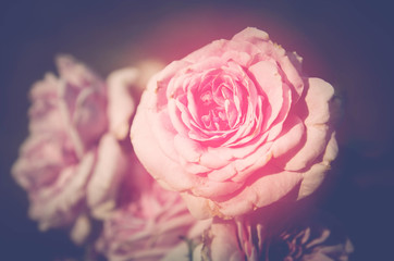 rose in garden , color filter tone process , soft focus