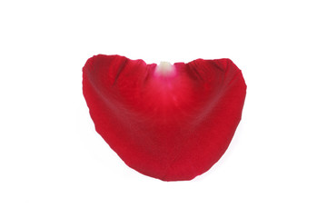 Single red rose petal isolated on white