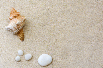 Fototapeta na wymiar Summer beach. Seashell on the sand.