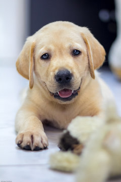 Labrador retriever puppy playing doll look up