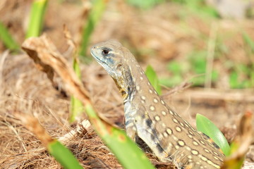 Butterfly lizard, Small-scaled lizard, Ground lizard