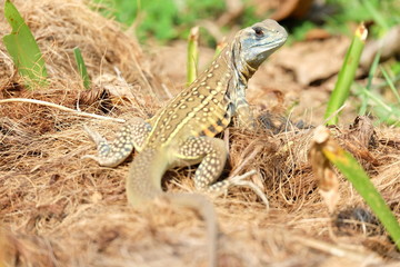 Butterfly lizard, Small-scaled lizard, Ground lizard