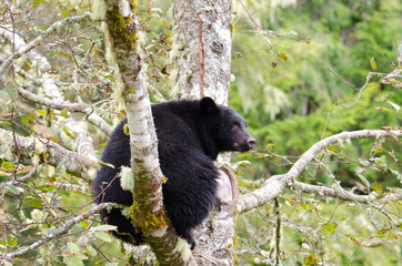 Obraz na płótnie Canvas A Black Bear sitting in a Rainforest tree, Vanouver Island, Canada 