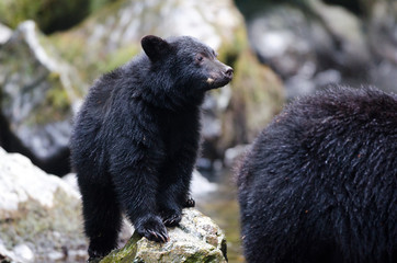 Black bear cub / baby following Mother bear in a rain forest river, Vancouver Island, Canada © birdiegal