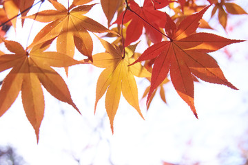 楓の葉　紅葉