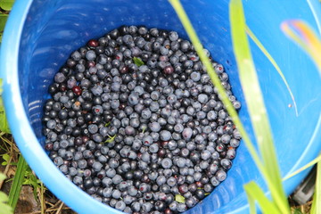 ягоды черники