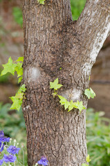 New Leaves Sprouting out of a Tree Trunk