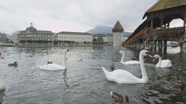 Lucerne Switzerland swans in Reuss River. Travel footage of landmark tourist attraction Kapellbrucke Chapel Bridge and Wasserturm water tower and swans, Reuss River, Luzern.