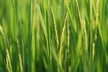 Fototapeta na wymiar rice flowers in the paddy field