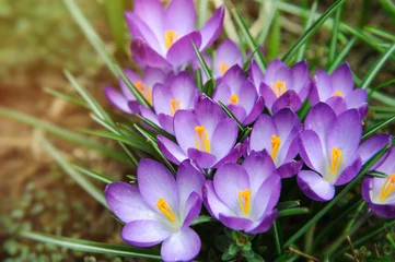 Crédence de cuisine en verre imprimé Crocus Spring garden background, purple spring flowers, crocuses  