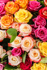 nice roses