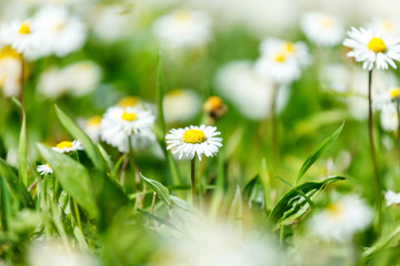 daisy field