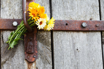 calendula flowers