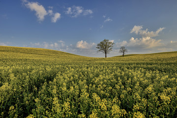 Obraz premium Oil seed rape field in early spring, nature, EU