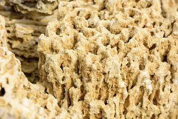 Fossil natural limestone