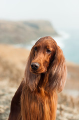 Red irish setter 