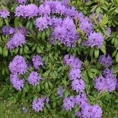 Fototapeta premium Rhododendrons starting to bloom.