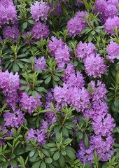 Obraz premium Rhododendrons starting to bloom.
