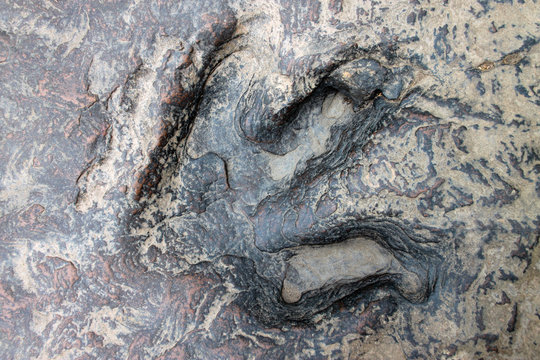 dinosaur footprint