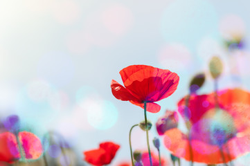 Fototapeta na wymiar Red poppy flowers at sunrise.