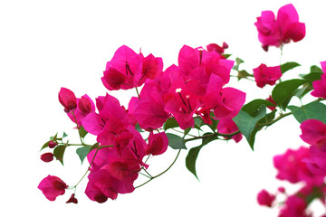 Bougainvillea flower.