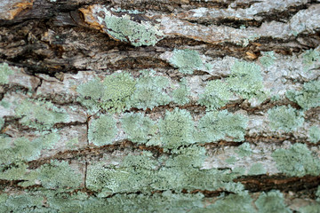 lichens growing in the cool shade on the bark of an ancient tree