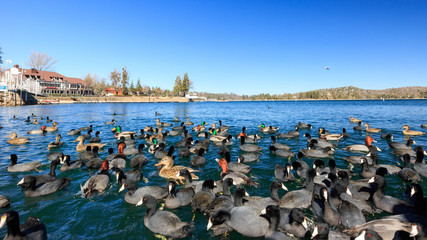 Geese and ducks at Lake Arrowhead