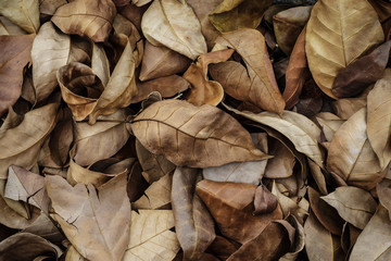 Brown fallen leaves laying on the ground.